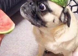 娱乐是个圈吃瓜群众散,吃瓜群众散生记