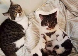 吃瓜娱乐酱抱枕猫,吃瓜娱乐酱带你领略萌宠魅力