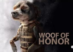 娱乐吃瓜汪星人是谁啊,网络红星的崛起之路