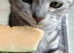 吃瓜的猫,吃瓜猫的趣味生活揭秘