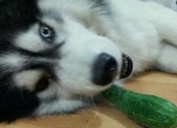 二哈吃瓜娱乐,揭秘娱乐圈那些不为人知的幕后故事