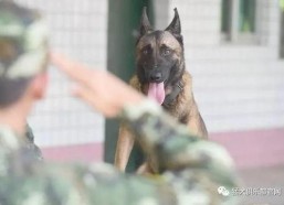 娱乐吃瓜酱缉毒犬,揭秘缉毒犬的神秘世界