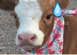 娱乐吃瓜酱中国本土的,揭秘中国本土娱乐圈的幕后故事