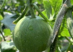 娱乐吃瓜的封面怎么做的,创意与技巧的完美融合