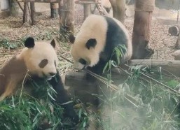 娱乐吃瓜熊猫视频在线观看,在线观看，笑料连连