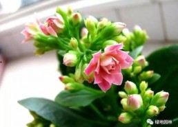 一枝花娱乐吃瓜,揭秘娱乐圈吃瓜背后的真相