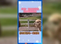 吃瓜娱乐机,带你领略趣味互动新体验