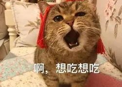 娱乐吃瓜酱收了你的猫粮,宠物界的“网红”效应