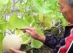 娱乐圈吃羊角瓜