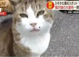 娱乐吃瓜酱70只猫猫,娱乐吃瓜酱带你领略猫咪世界