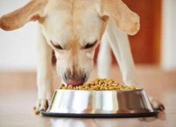 娱乐吃瓜养狗视频,娱乐吃瓜两不误，萌宠视频圈粉无数